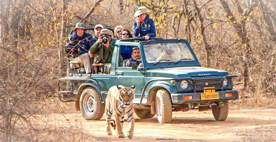 bandhavgarh safari zones